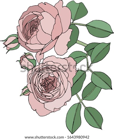 Vector color illustration of roses. On a white background