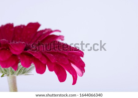 flower with a white background