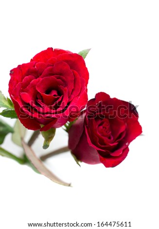 Beautiful red roses isolated on white background