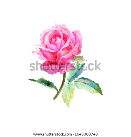 Elegant pink rose. Hand drawn watercolor illustration for your design