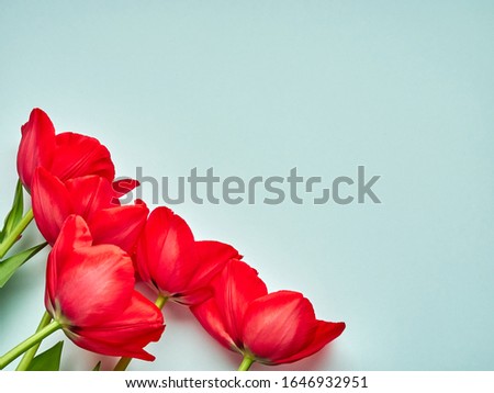 Red spring tulips on blue background, women's day copy space