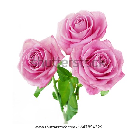 Beautiful pink roses blossom bouquet isolated on white background, background, top view