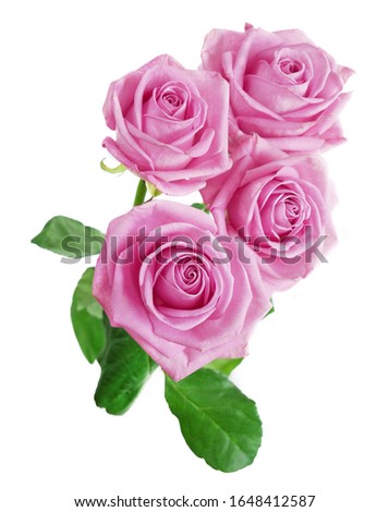 Beautiful pink roses blossom bouquet isolated on white background, background