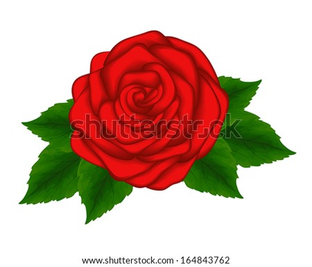 a beautiful red rose with green leaves isolated on white background