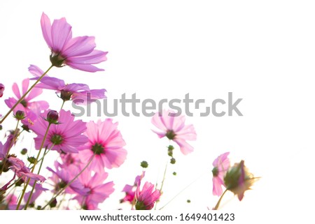 Close up pink Cosmos flowers isolated on white,  in nature flower background.