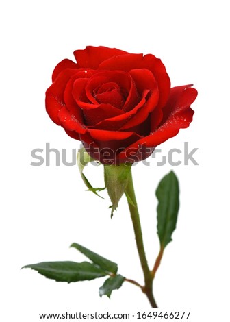 beautiful Red rose flower isolated on white background