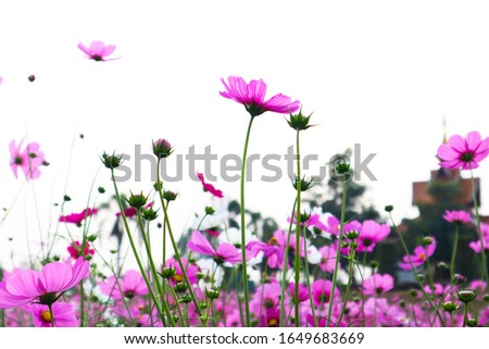 Pink Cosmos flowers blooming at the summer.