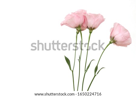 bouquet of Lisianthus in a white background