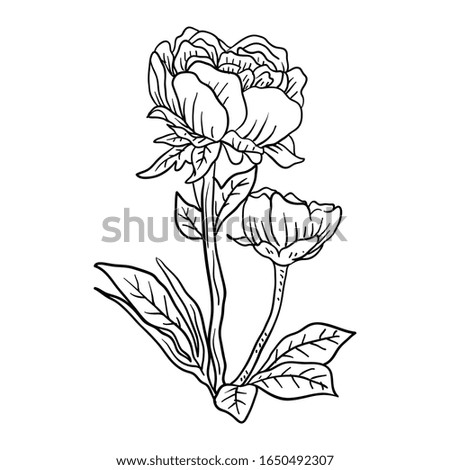 Vector Illustration Single Flower line drawing