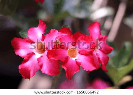 Beautiful azalea flowers, bright and lovely pink in a natural background