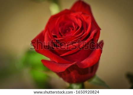 High-quality luxurious red rose close up