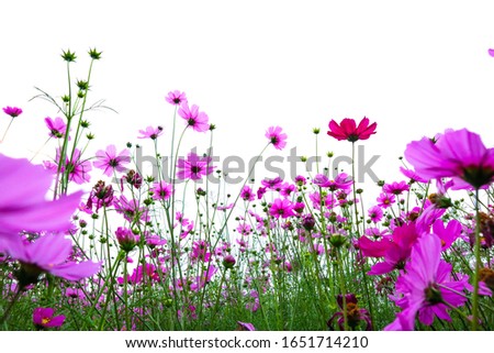 Beautiful Pink Cosmos flowers blooming in field.