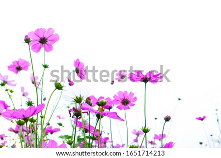 Pink cosmos flowers garden against warm sunlight in the morning.