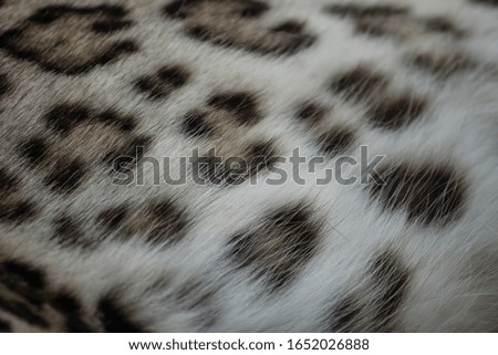 Real hair of a leopard (leopard pattern)