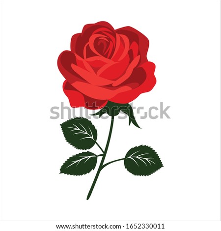 A red rose vector design, red rose art illustration