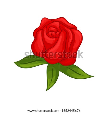 Vector floral botanical flower Illustration Ornament Red Rose