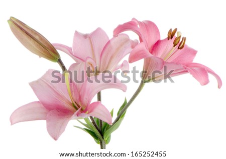Beautiful pink lilies isolated on white background.