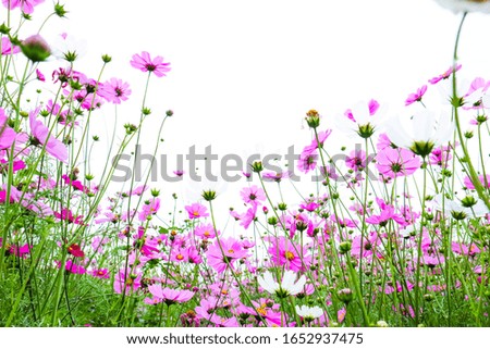 Pink cosmos flowers in garden on white background.