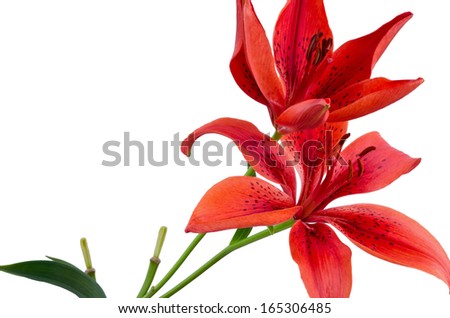 red lily flower isolated 