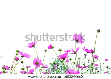 Beautiful pink cosmos flowers  on white background.