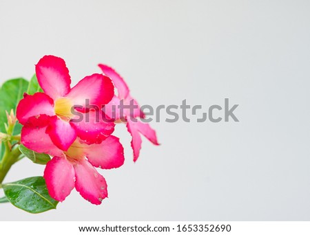Fresh and beautiful pink azalea flowers on a white background
