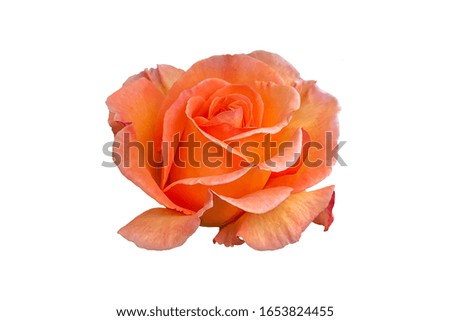 Orange rose flower isolated on white background