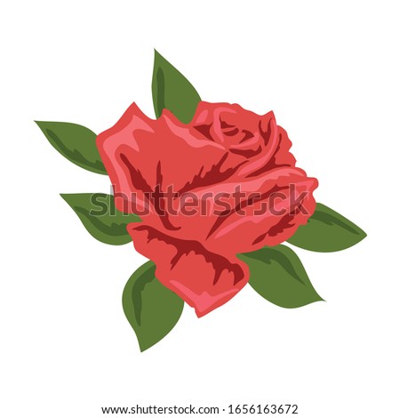Rose flower vector design, beautiful rose flower art and illustration isolated on white background