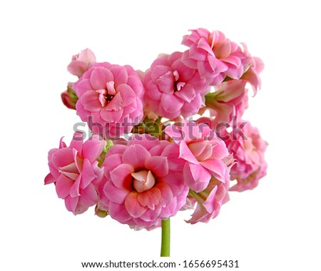 Branch of pink flowers isolated on a white background