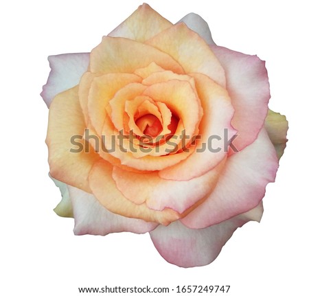 pink rose isolated on white background and clipping path.