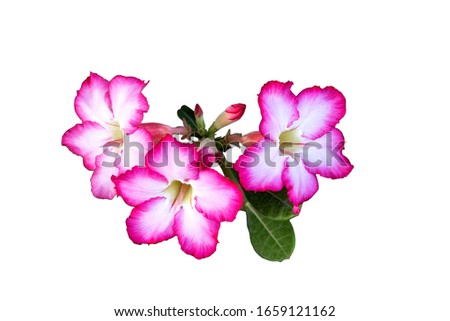 Close-up beautiful pink flower isolated on white background 