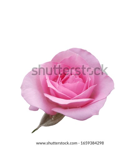 Sweet pink mini rose flower isolated on white background.