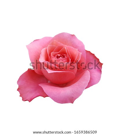 Romance pink mini rose flower isolated on white background.