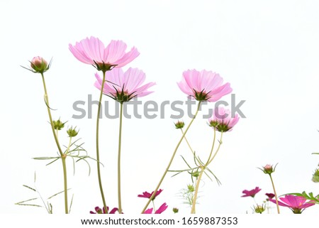 Pink cosmos flowers blooming background