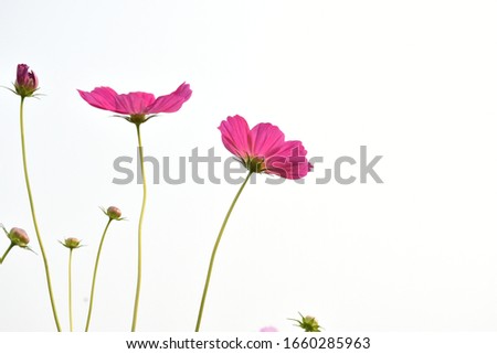 cosmos flowers with green and blurred background.