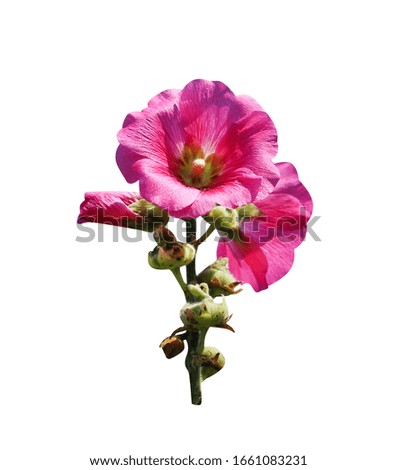 Pink  hollyhock or alcea rosea  blooming with green bud flowers and  stem isolated on white background , clipping path