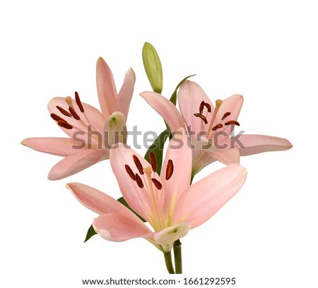 A lily flower decorating on white