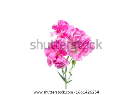 pink carnations on white background