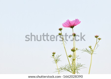 Pink cosmos flowers with green leaves.