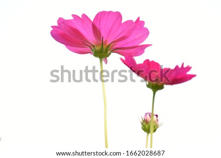 cosmos flowers with green leaves.