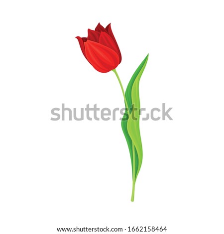 Opened Red Tulip Flower Bud on Green Erect Stem with Blade Vector Illustration