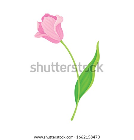 Opened Pink Tulip Flower Bud on Green Erect Stem with Blade Vector Illustration