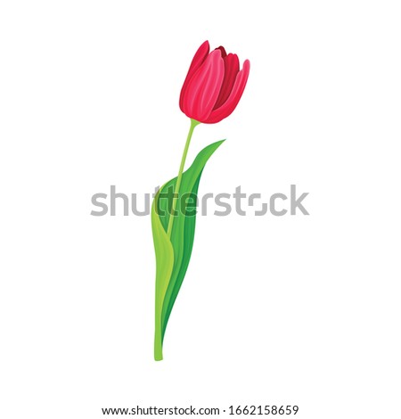 Tender Tulip Flower with Green Pointed Leaf Isolated on White Background Vector Illustration