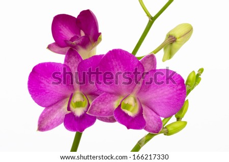 Tropical orchids on white background