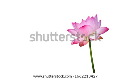Pink Lotus flower isolated on white background with Clipping Paths.