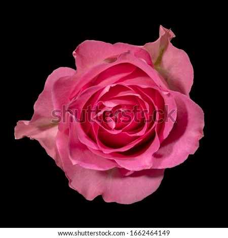 Roses imported from Colombia photograph at Miami in studio 