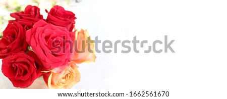Red and orange roses on a white background. Bright rich color. Background for greeting cards.