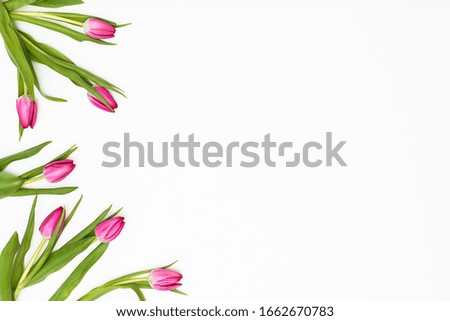 Flowers composition. Tulip flowers on white background. Spring concept.