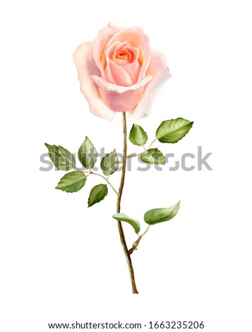 Watercolor botanical illustration with rose flower. Floral arrangement isolated on white background. Design greeting card and invitation of the wedding, birthday.
