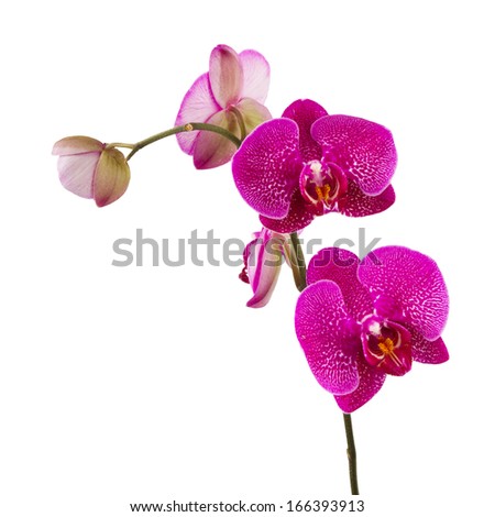 Orchid flowers, isolated on white background