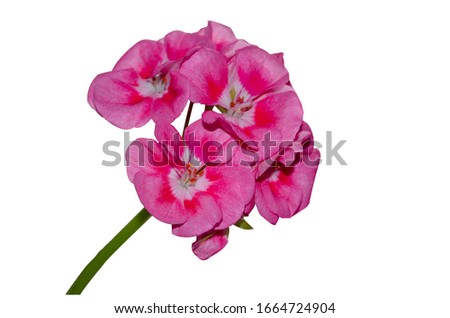 Pink and white pelargonium flower close-up. Isolate on a white background.